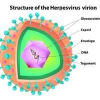 Treatment Uses Herpes Virus to Shrink Mesothelioma Tumors