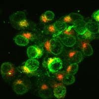 Macrophages May Hold Key to Fighting Mesothelioma