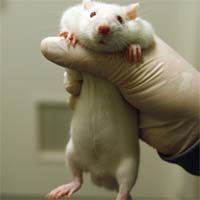 New Compound Proves Effective Against Mesothelioma in Mice
