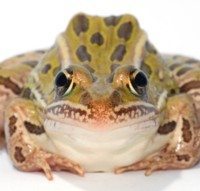 Should the Treatment for Mesothelioma be Individualized? A Frog’s Tale