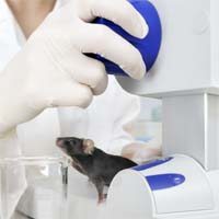 New Mouse Model for Mesothelioma Drug Testing