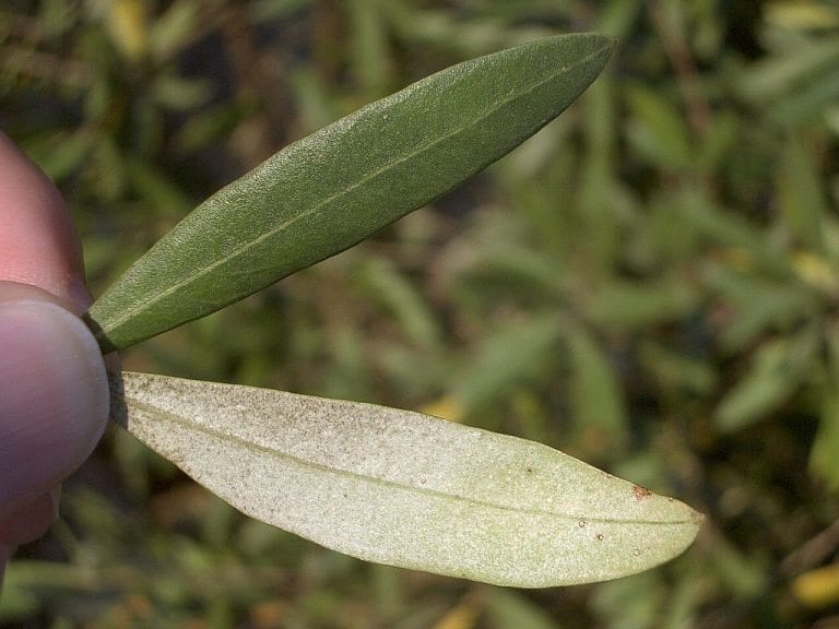 Olive Leaf Compound Could Lead to New Mesothelioma Treatment