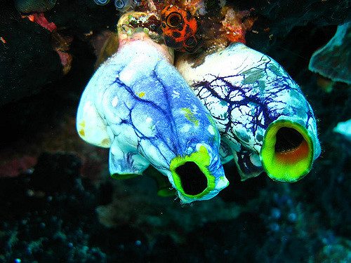 Compound in Pacific Sea Squirt Kills Mesothelioma Cells