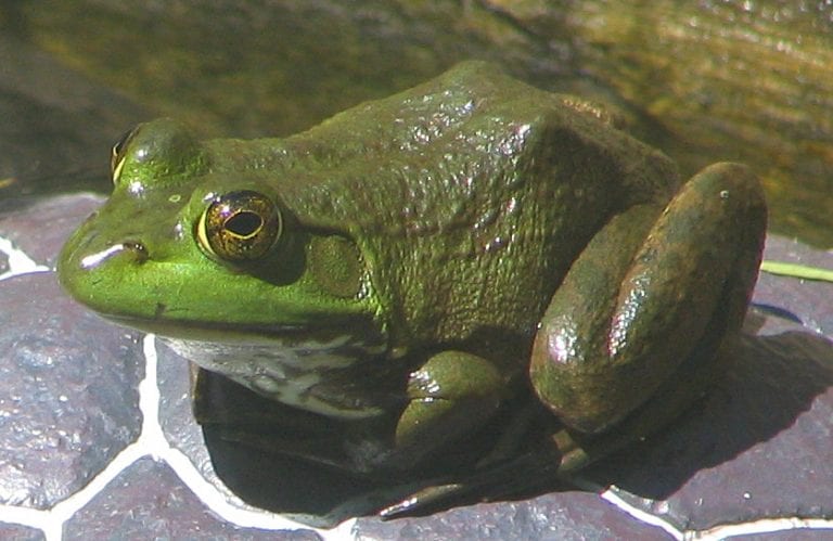 Bullfrog Eggs May Hold the Secret to Mesothelioma Survival