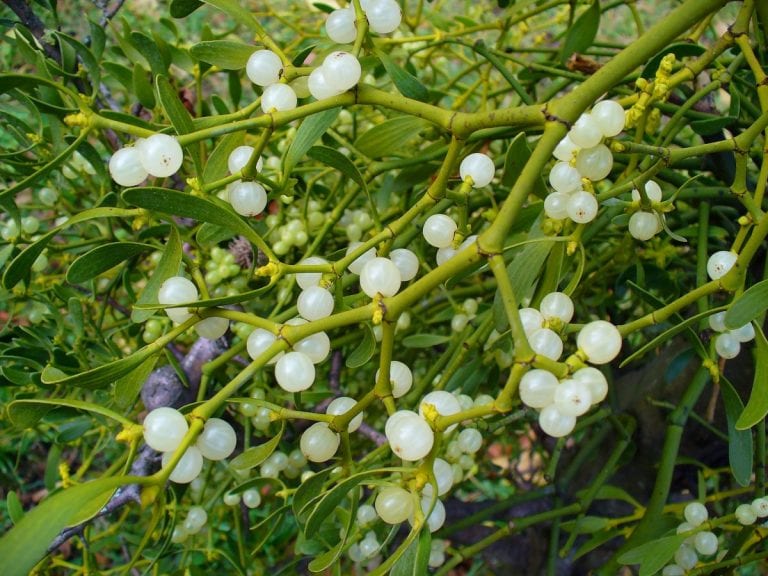 Long-Term Mesothelioma Survival with Mistletoe Extract