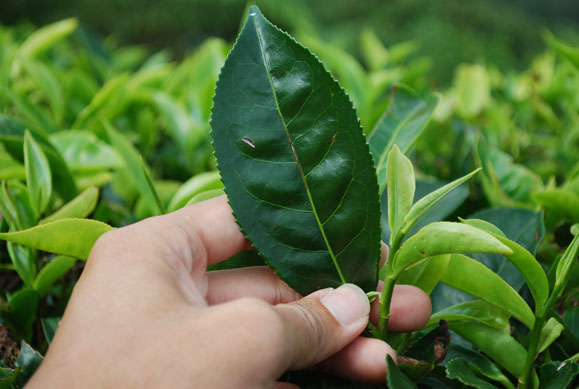 Tea Leaf Cancer Treatment May Have Implications for Mesothelioma Patients