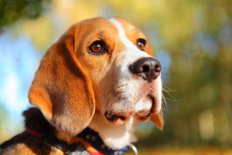 Dog Research May Lead to Over-the-Counter Mesothelioma Test