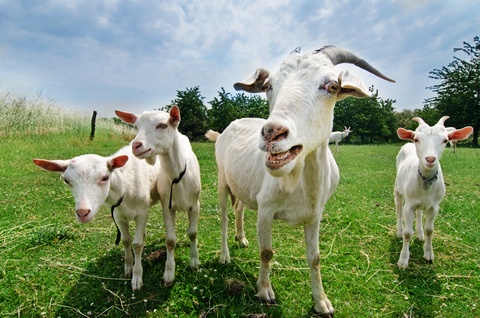 Goat Virus Proves Lethal to Mesothelioma Cells in Italian Study